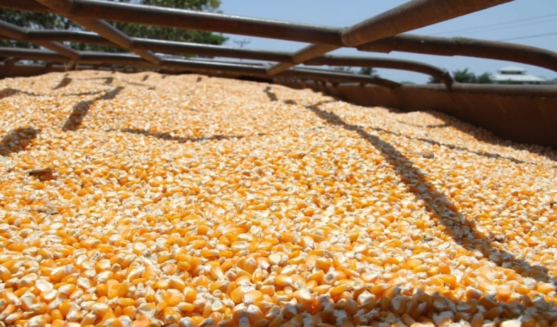 Productores de maíz advierten caída en la siembra y exigen definición urgente de precios 