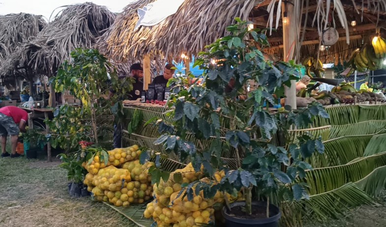 Feria de la Naranja espera más de 20 mil visitantes en Churuquita Grande de Penonomé  