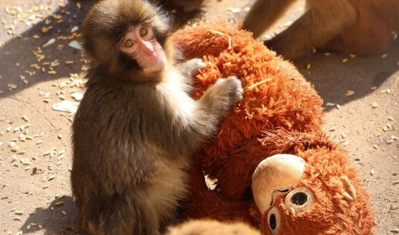 PETA alza la voz por el pequeño Punch 