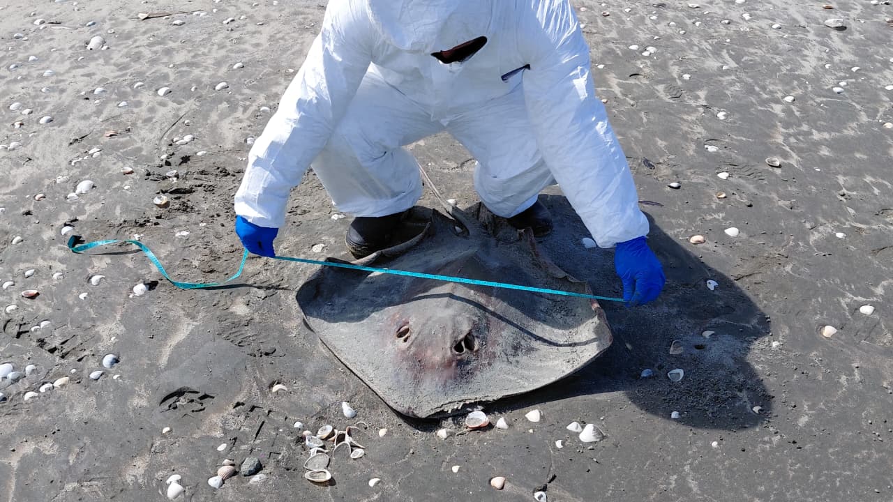Hallan tres mantarrayas muertas en Punta Chame y refuerzan monitoreo de Ministerio de Ambiente 