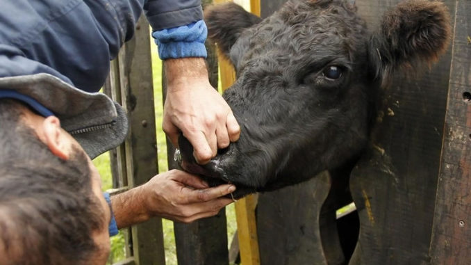 Minsa destaca que Panamá se mantiene estable frente a enfermedades zoonóticas 