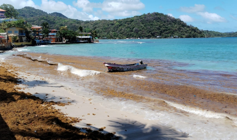 Alerta en Portobelo por acumulación de algas en varias playas 