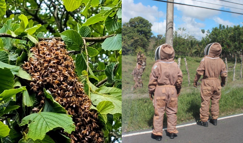 Enjambre de abejas cobra una vida en comunidad de la comarca 