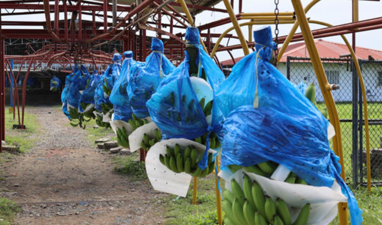 'La pasamos mal': trabajadores bananeros recuperan empleos tras crisis sindical en Panamá 