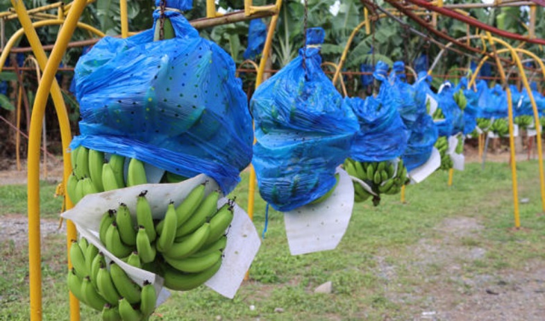 Chiquita prueba empacadoras de banano como parte del proceso de reactivación en Panamá 