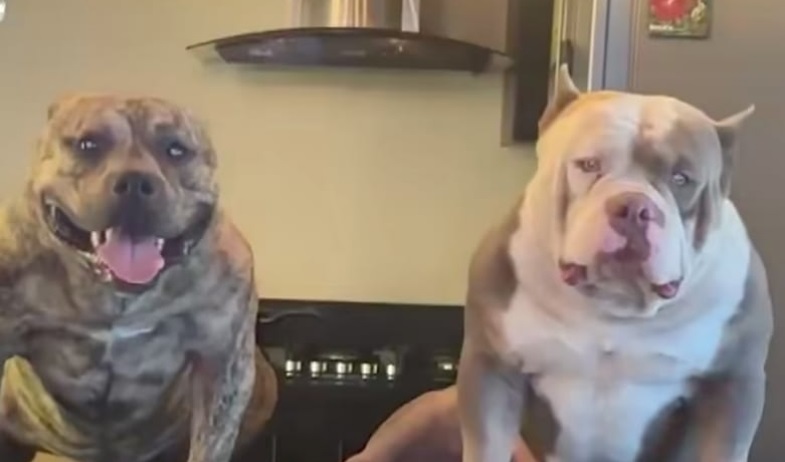 Tragedia en Colón: denuncian que perros murieron asfixiados tras procedimiento policia 