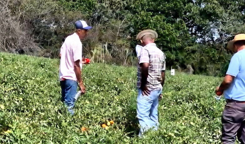 Productores de tomate en Azuero alertan sobre crisis por alza del combustible 