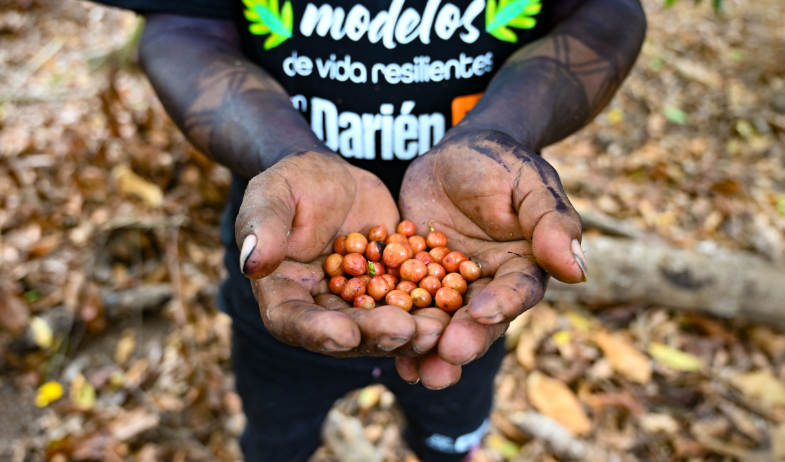 Comunidades indígenas en Darién apuestan por agricultura sostenible 
