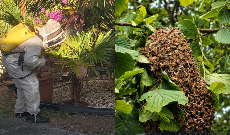 Bomberos reportan 3,843 emergencias por abejas africanizadas en 95 días 