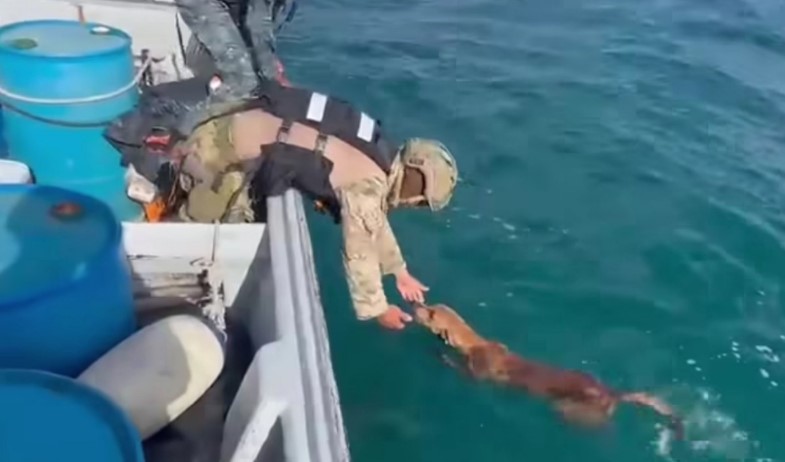 Unidades del Senan rescatan a perro que nadaba sin rumbo en aguas del Caribe frente a Portobelo 