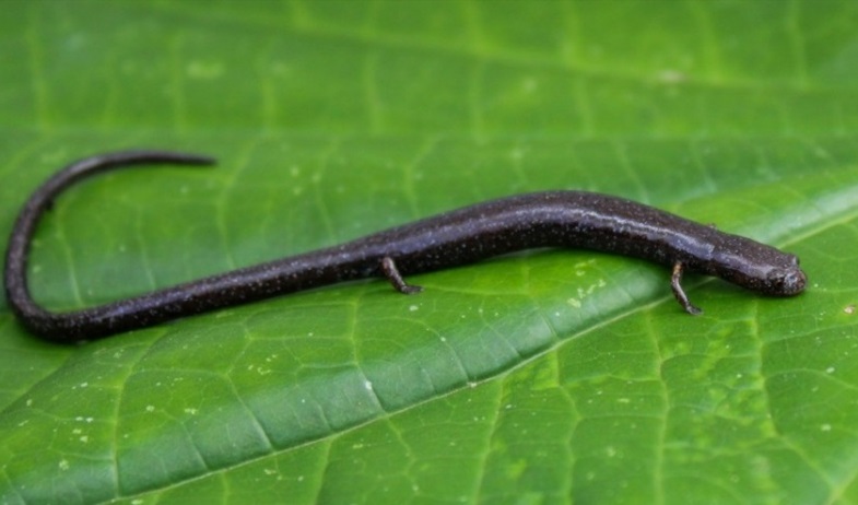 Descubren en Colón salamandra gusano nunca antes registrada en Panamá por biólogos nacionales 