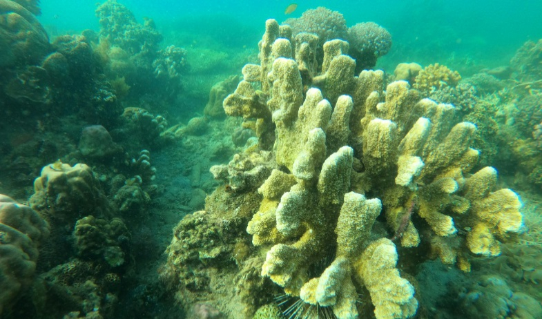 Investigación revela que corales profundos son más vulnerables al cambio climático de lo pensado 