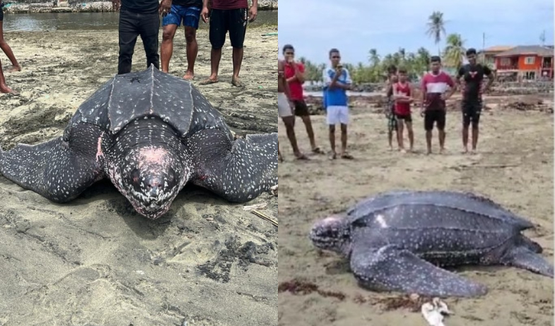 Encuentran enorme tortuga en Costa Abajo de Colón  