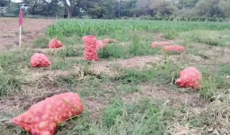 Productores de Natá piden reactivar planta de secado de cebolla 