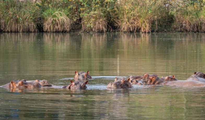 Un magnate indio ofrece acoger a los 80 hipopótamos colombianos destinados a la eutanasia 