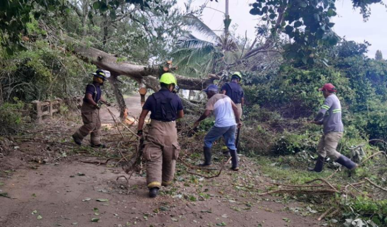 ¡Más de 500 árboles han caído este año en Panamá! 