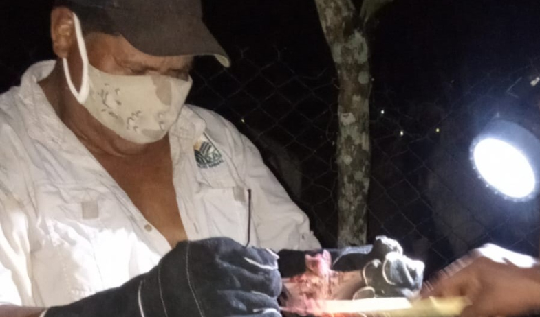 Detectan casos de rabia bovina en Escobal y activan operativos sanitario 