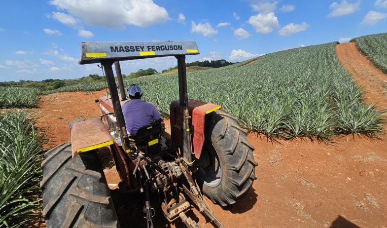 Piña que no se exporta podría convertirse en nueva fuente de ingresos 