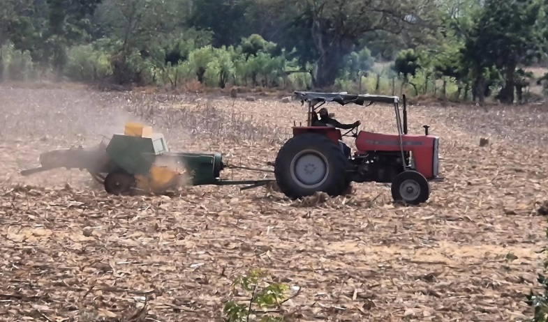 Azuero al borde de la sequía, aseguran productores santeños 