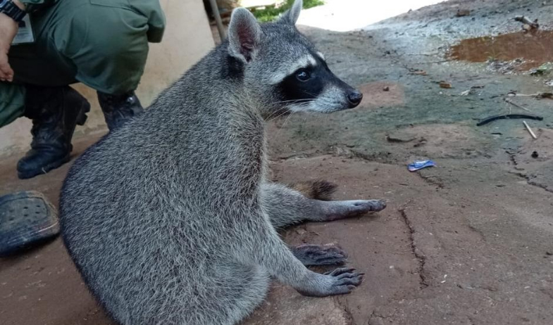 Tenían un mapache como mascota; MiAMBIENTE lo rescató para devolverlo a la naturaleza 