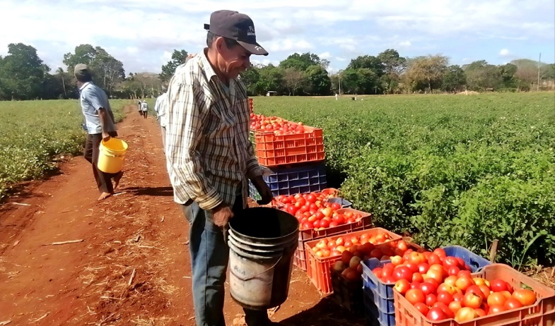 Producción de tomate industrial en Los Santos está en riesgo, advierten productores 