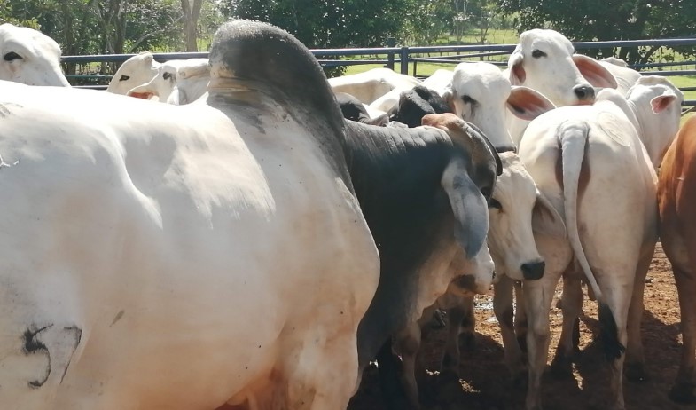 Panamá Oeste registra pérdidas superiores a $35 mil por hurto de ganado 
