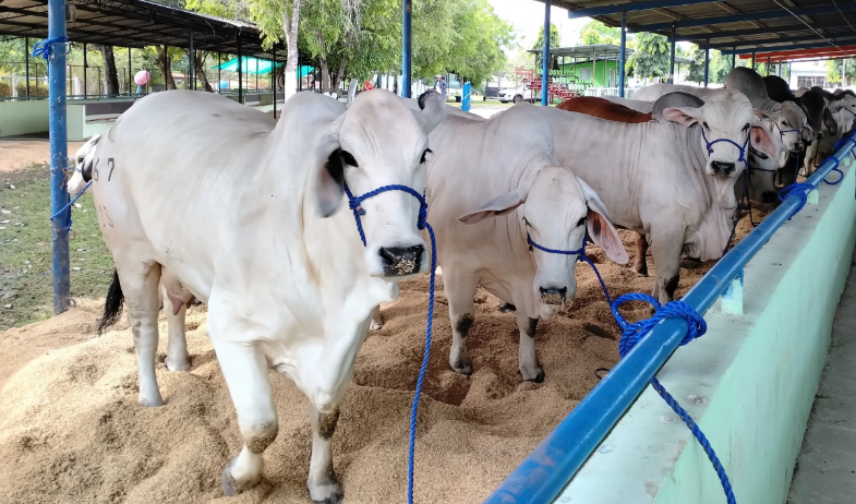 Monagrillo recibe a productores en la Feria Nacional del Ganado Lechero 
