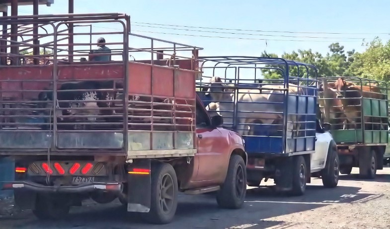 Vender hoy para no perderlo todo: la difícil decisión que enfrentan los ganaderos de Azuero 