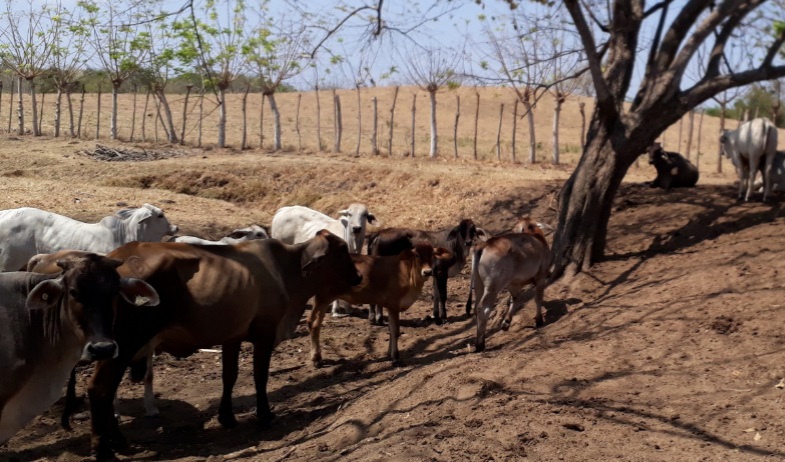 Ganaderos de Azuero enfrentan una de las peores crisis por la falta de lluvias 