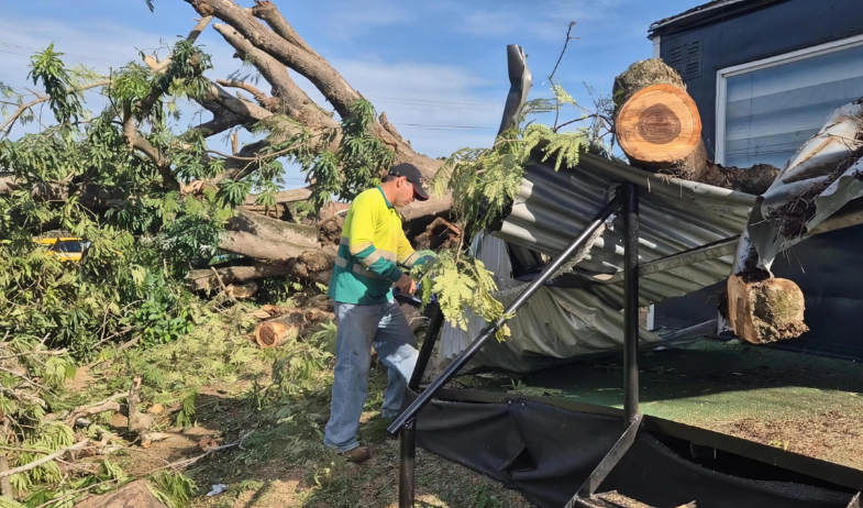 Árbol centenario se desploma y cae sobre dos comercios en Chitré 