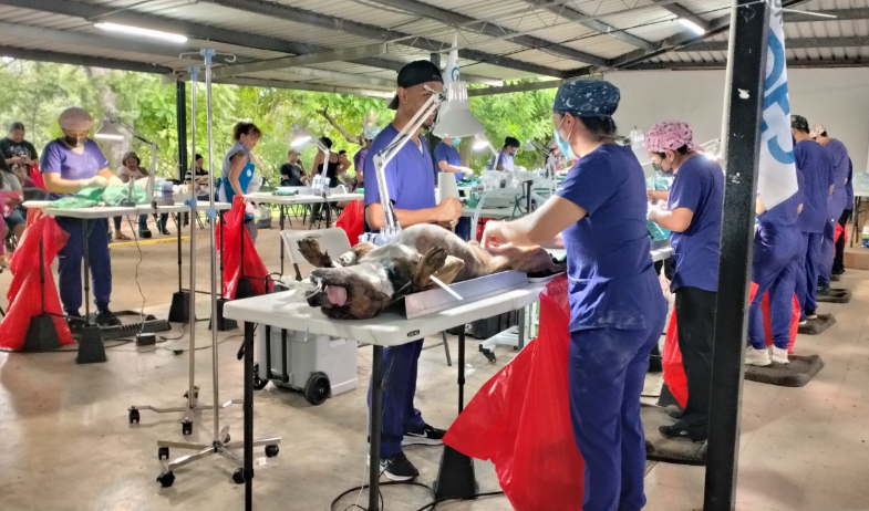 Cerca de mil perros y gatos fueron esterilizados durante jornada en Las Tablas 