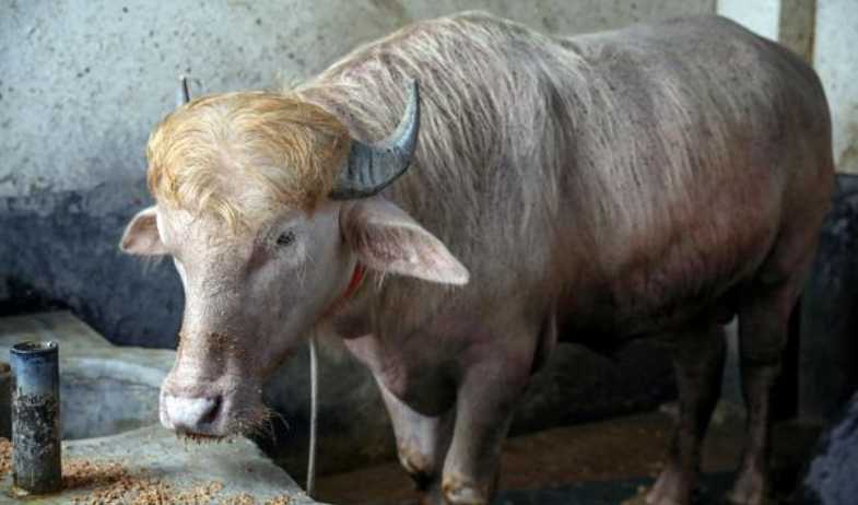 Búfalo. 