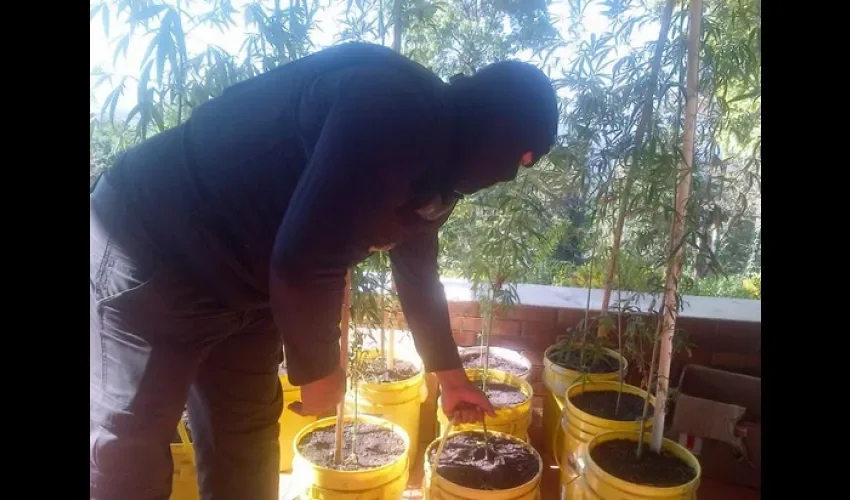 Se conoció que la casa tenía dos habitaciones habilitadas para el procesamiento de las plantas de marihuana y due dentro no había nadie.