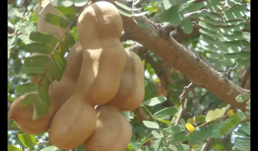 El parque ecológico tiene árboles frutales.