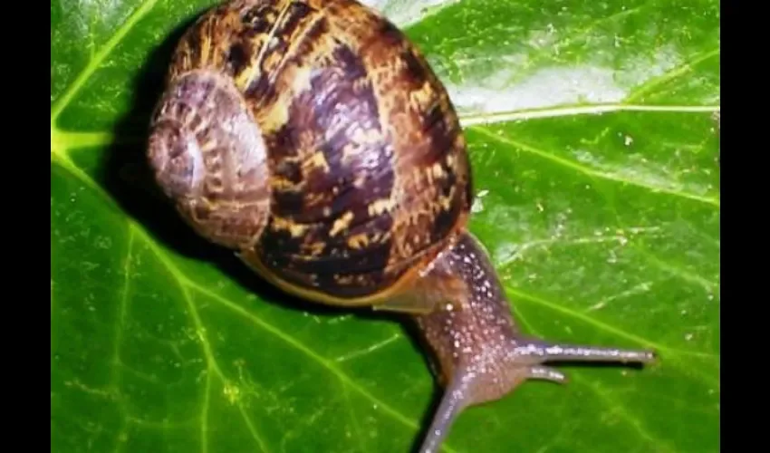 El caracol y su ciclo de vida 