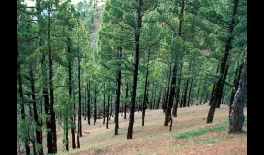 pinos