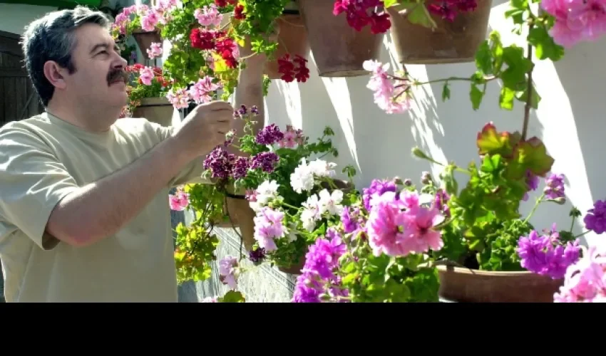 Plantas