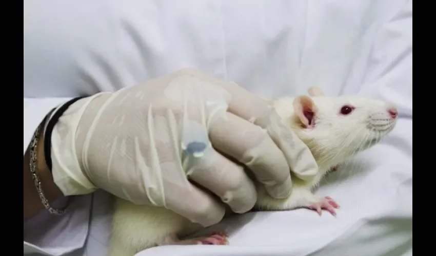 Raton de laboratorio 