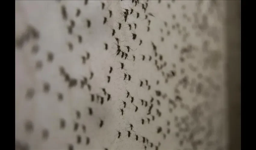 mosquitos transgénicos 