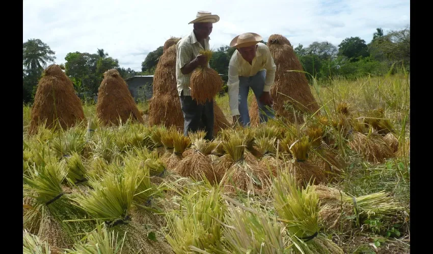 En todo el país hay alrededor de 1,200 productores de arroz.  FOTO: ARCHIVO