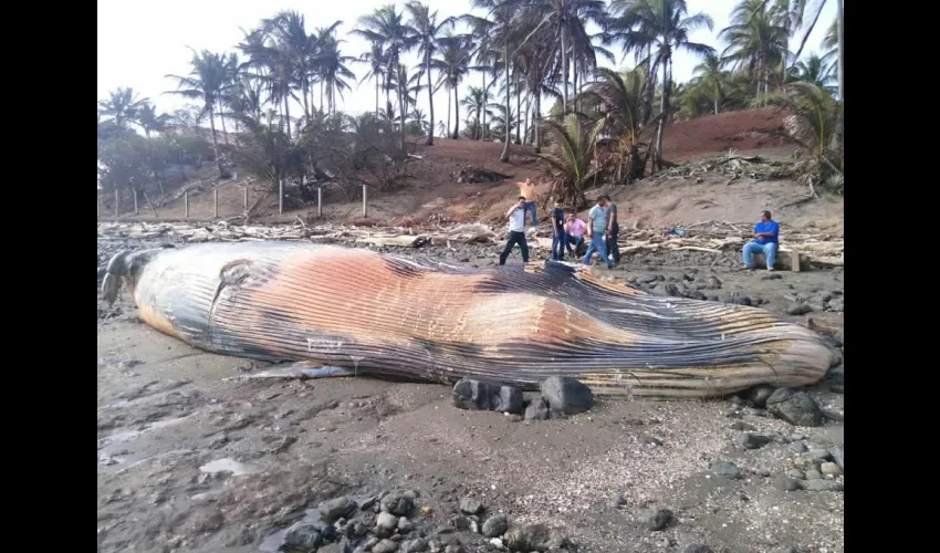 Ballena en panamá