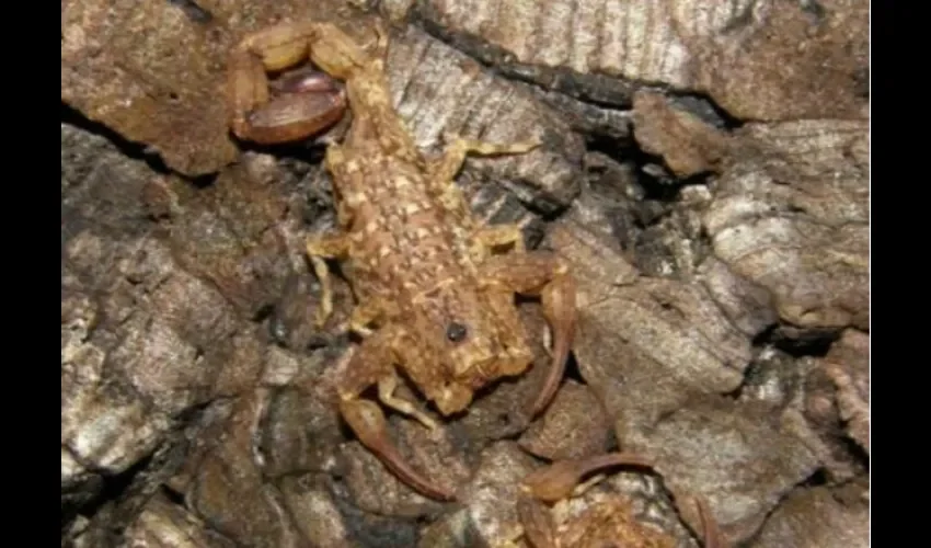 Alacrán Tityus