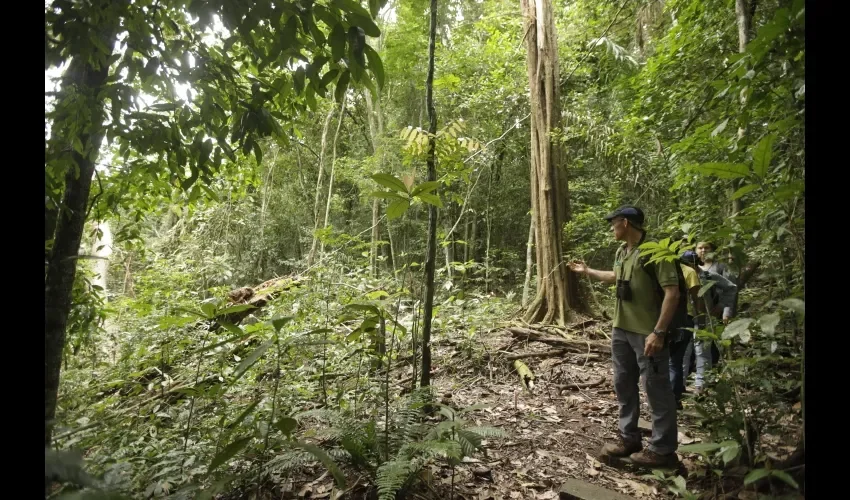 Los árboles más altamente cotizados en Panamá son bálsamo, almendro, caoba nacional y cocobolo.  FOTO: ARCHIVO