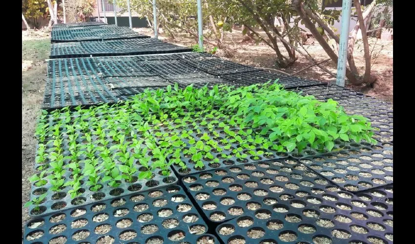 En el 2015, el Ministerio de Ambiente logró reforestar con 440 mil 922 plantones a nivel nacional.