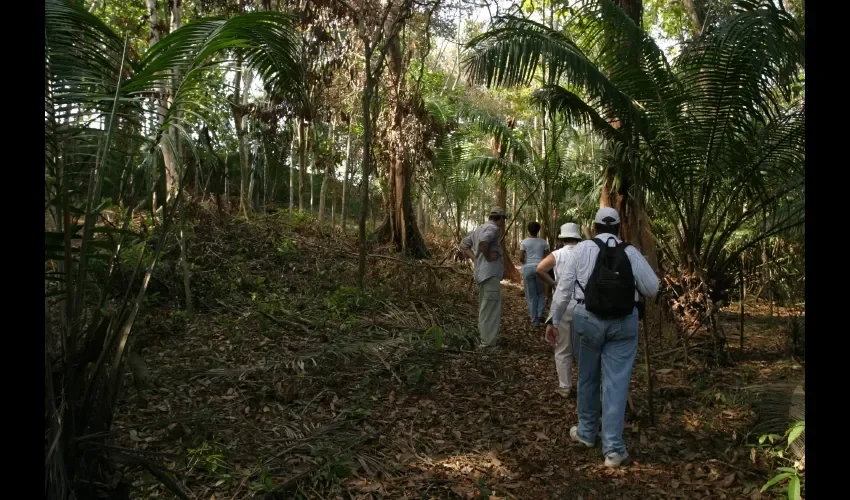  Hay dos tipos de bosques tropicales: el de selva tropical y el bosque nublado de las tierras altas.