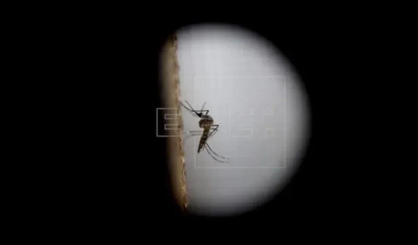 Zika Virus 
