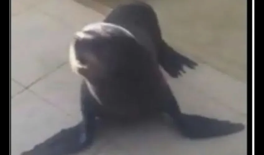 Supuesta Foca en Punta Burica 