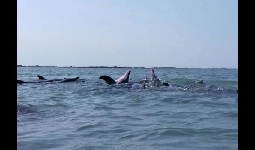 Playa Ostional, Tonosí 