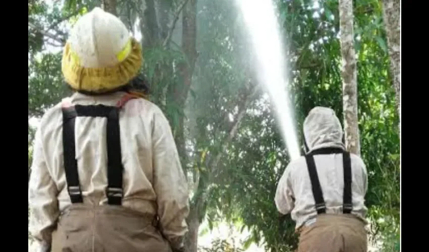 Abejas africanizadas en Veraguas 