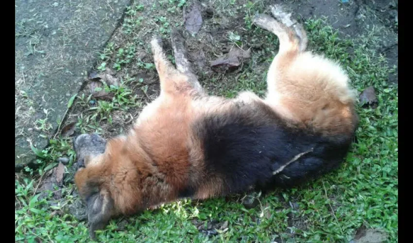 Perros en Chiriquí